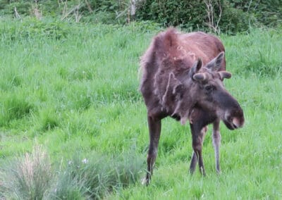 Moose changing coat