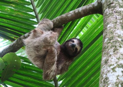 Sloth at work