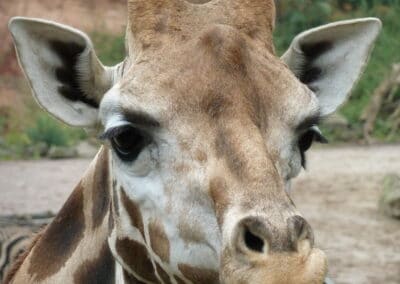 The tongue of the Rothschild giraffe can grow up to 50cm long. Their eyes are the largest of all mammals.