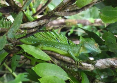 The frontal lobe basilisk belongs to the iguana family and is native to Central America.