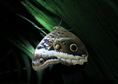 The banana butterfly also has a large eye spot on the hindwing, which can be interpreted as an owl's eye.