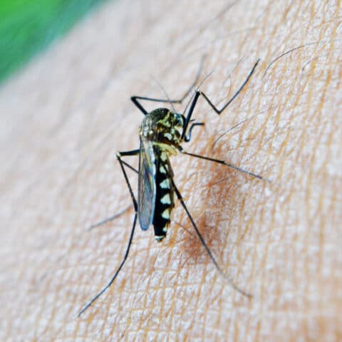 Mosquitoes