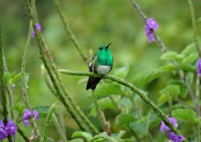 The Green Elvira Hummingbird has constantly defended its territory against intruders and rests in the meantime times.