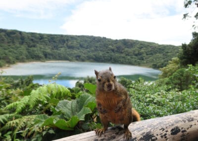 The red-tailed squirrel is extremely trusting here and immediately on the spot with newcomers.